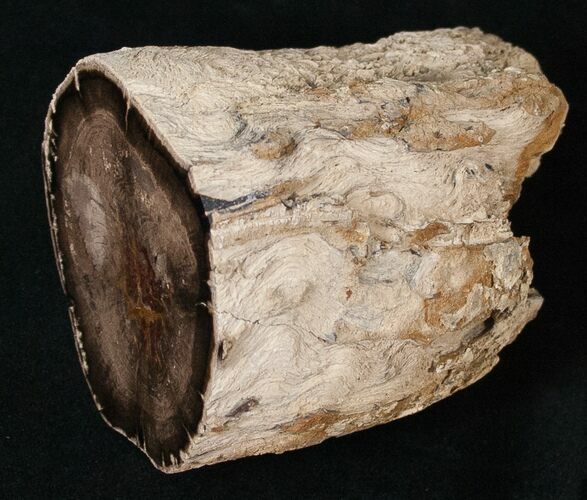 x Petrified Wood Limb Section - Oregon #16907